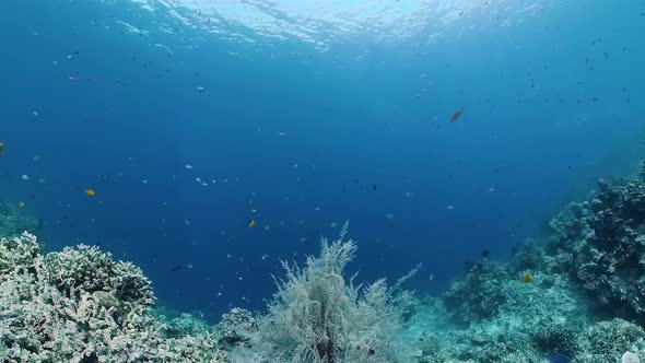 Coral Reef with Fish Underwater. Bohol, Philippines.