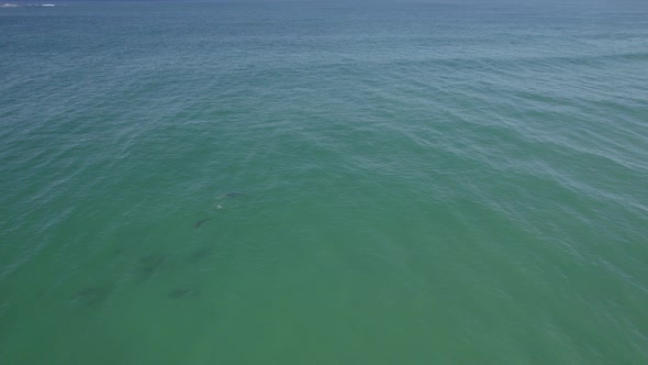 Serene Seascape With Pod Of Bottlenose Dolphins In Fingal Head, New South Wales, Australia. Aerial D