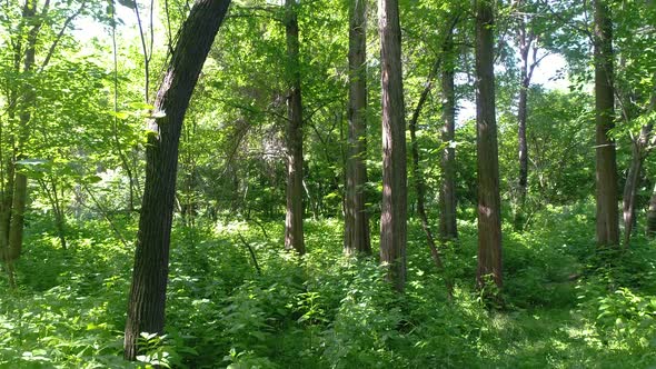 walk in the botanical garden in Tashkent