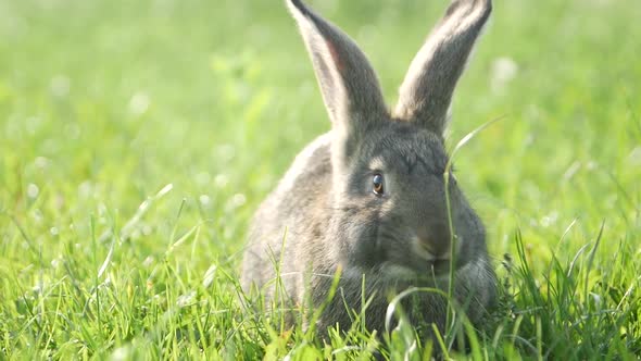 Cute Grey Rabbit Eating a Pink Flower Petal While Laying on Green Grass Field