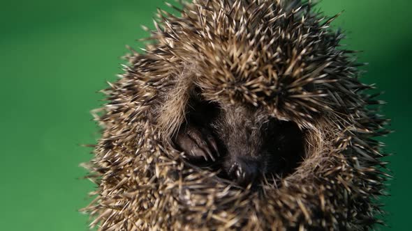 Hedgehog on a Green Background