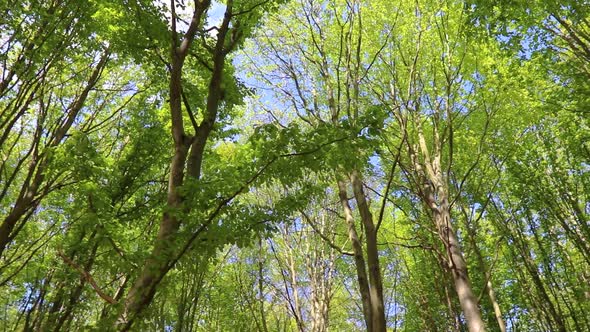 Beech forest with blue sky. Camera panning right