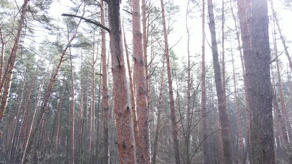 Trees in a Pine Forest During the Day Aerial View