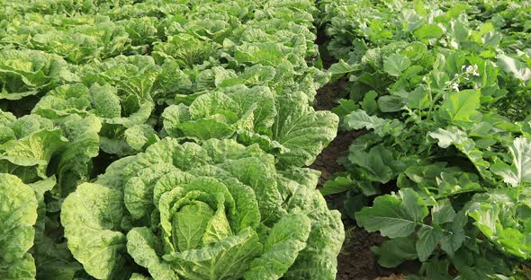 Chinese cabbage crops growing at field