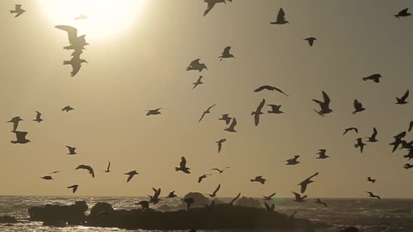 Seagulls flying on a beautiful sunset