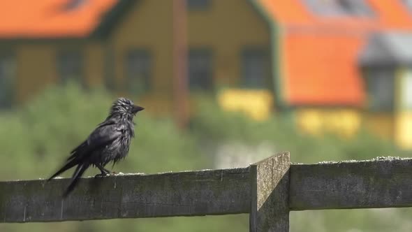 Western Jackdaw