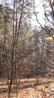 Vertical Video of an Autumn Forest During the Day