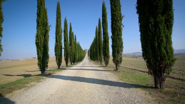 Cypress Trees Row along Tuscany Road - Driver POV