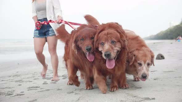 Happy woman walking her dogs on the beach. Healthy leisure time and exercise outdoors.