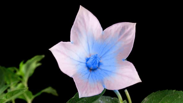 Blue Platycodon Flower Opening Blossom in Time Lapse on a Black Background