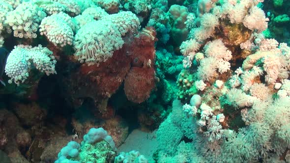 Reef Octopus sitting between white soft corals on tropical coral reef