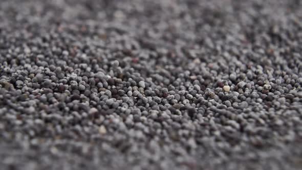 Dried poppy seeds macro. Falling raw gray grains containing opium in slow motion into a heap