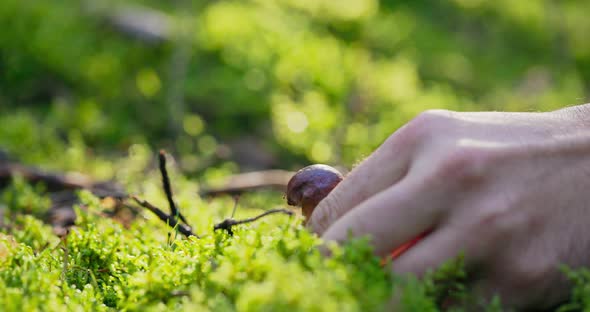 A Man in the Woods Plucks Small Boletes From the Moss One By One a Mushroom Picker at Harvest