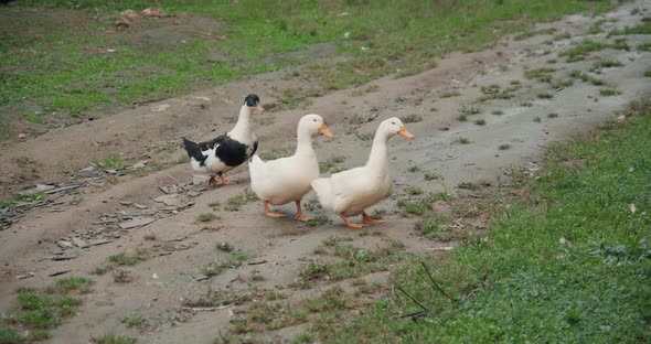 White Domestic Geese and Ducks Walk on Grass on Farm