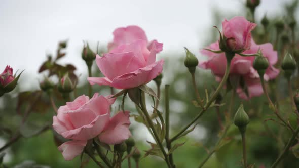 Garden Pink Rose. Green Leaves on Branches