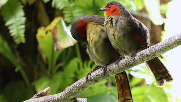 Scarlet-faced liocichla couple sitting in tree grooming and preening