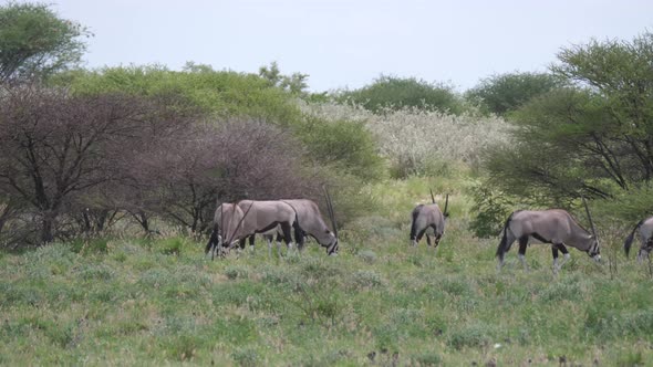 Herd of gemsbok in Central Kalahari Game Reserve