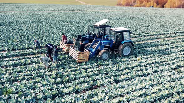 Farmers are Putting Cabbage Into Harvesting Combines