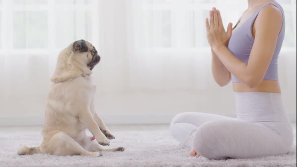 Calm of Beautiful Asian woman practice Breathing yoga lotus pose with cute dog pug breed enjoy