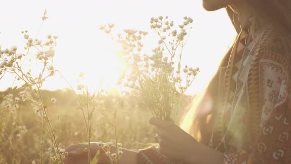 Woman picking chamomile flowers in blooming field at sunset. Rural summer. Kupala. 4K Slow motion