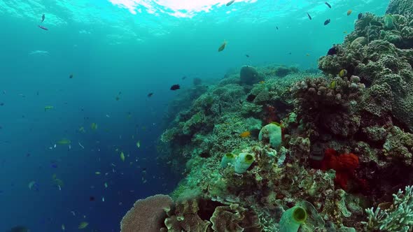 Coral Reef and Tropical Fish