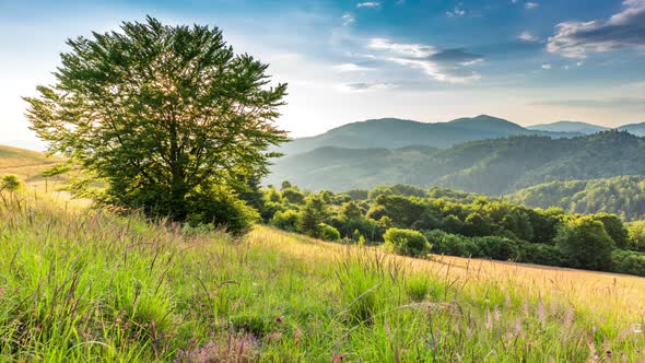 Wonderful Forest and Grassy Meadow at Sunset