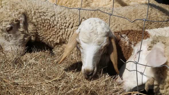 Sheeps eating hay in the farm