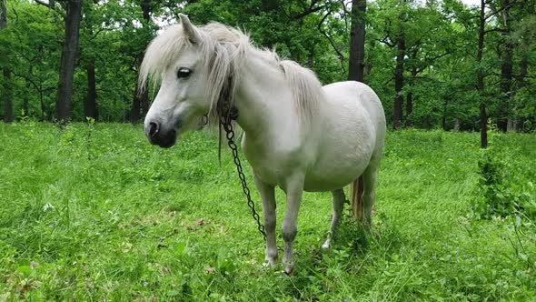 White horse grazing eating grass