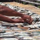 Workers arranging fish to be dried in the sun - VideoHive Item for Sale