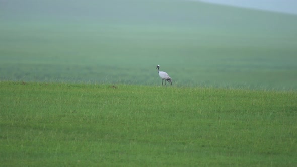 Real Wild Crane Birds Walking in Natural Meadow Habitat
