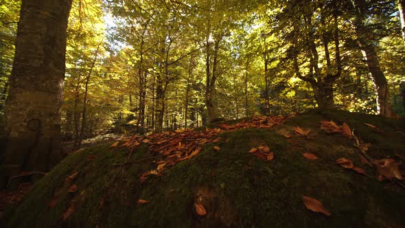 The Stone Covered with Moss and Fallen Red and Brown Dried Leaves