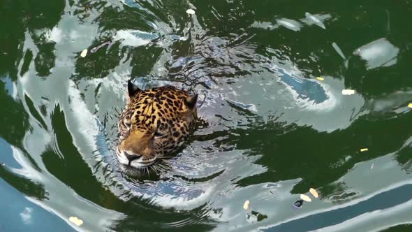 slow-motion of jaguar tiger playing and swimming in pond