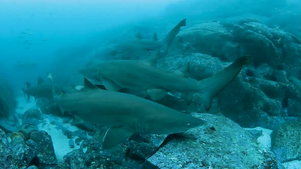 A large congregation of a protected species of Grey Nurse Sharks gathering in a marine park of the c
