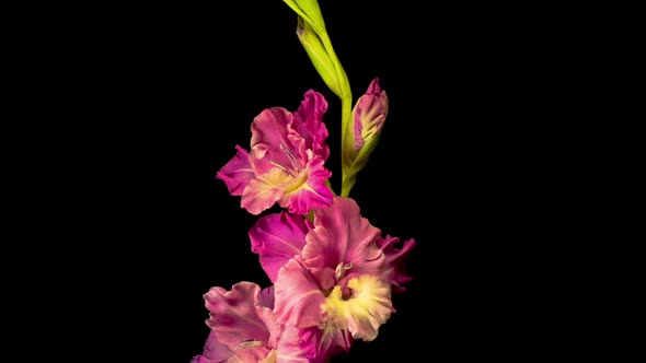 Time lapse of Opening Purple Gladiolus Flower