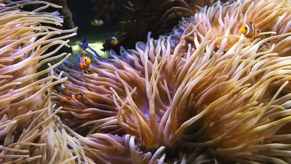 Amphiprion Ocellaris Anemonefishes