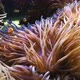 Amphiprion Ocellaris Anemonefishes - VideoHive Item for Sale