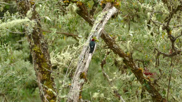 Acorn Woodpecker perched on a log facing away as it slowly moves up the log in Costa Rica.