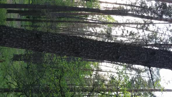 Vertical Video of a Beautiful Green Pine Forest on a Summer Day Slow Motion