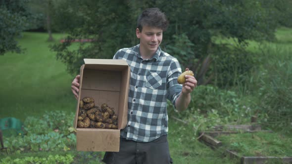 Male gardener holding box of harvested potatoes inspects single potato and is satisfied