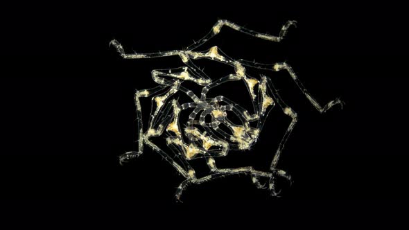 Pantopoda or Pycnogonids Sea Spider Under a Microscope, Class Pycnogonida, Size of Only About 2 Mm