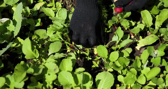 Person Harvesting Radishes From a Veggie Bed Young Woman Harvesting Radishes in Garden