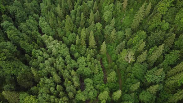 Texture of Green Fir Trees Aerial View