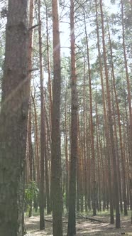 Vertical Video of Forest Landscape with Pine Trees in Summer Slow Motion