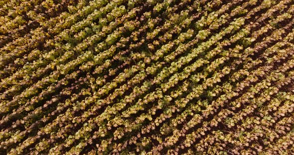 Sunflower Field Agriculture Oil Production