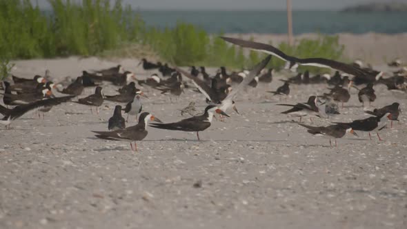 black skimmers on the beach