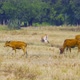 Cows eating green rice and grass field in Kanchanaburi district, - VideoHive Item for Sale