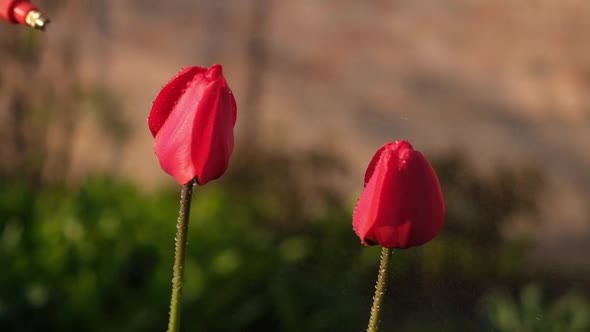 Take Care of Garden  Close Up View of Gardener Watering Flowers Slowmotion Video