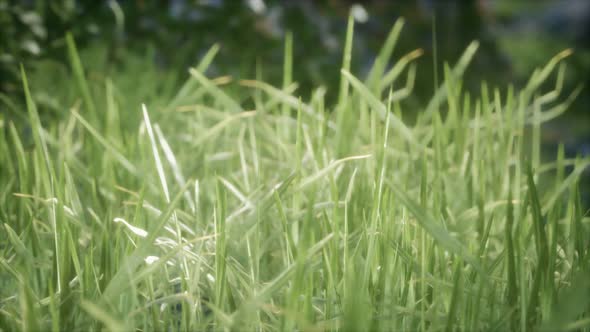 Fresh Green Grass on the Forest