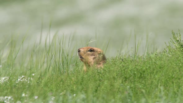 Real Wild Marmot in a Meadow Covered With Green Fresh Grass