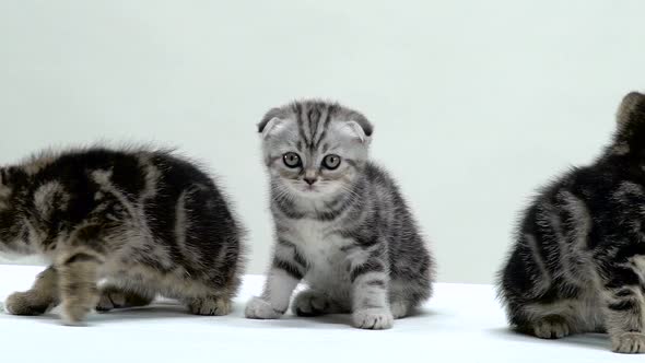 Kittens Creep and Look Around. White Background. Slow Motion